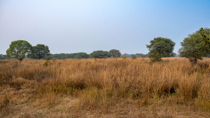 dry grass land in the summer