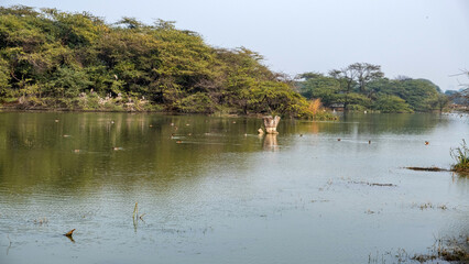 closeup of a lake with birds, view of a bird sanctuary