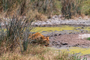Telephoto of a female adult lion -Panthera Leo- emerging from behind a bush in the Ngorogoro Crater, Tanzania