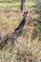 Close-up of Masai Giraffe - Giraffa tippelskirchi- feeding off acacia trees in the Serengeti, Tanzania