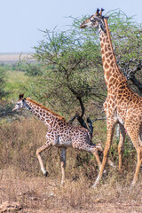 Close-up of a young Masai Giraffe - Giraffa tippelskirchi- walking with its mother across the Serengeti, Tanzania