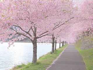 Obraz premium Cherry blossom trees bloom along a river bordered by grass and a stone wall epitomizing a classic Japanese landscape