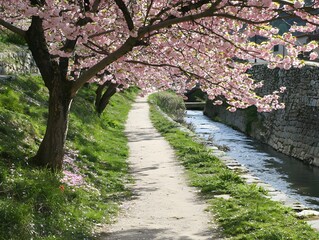Fototapeta premium Cherry blossom trees in bloom along riverside path in japanese spring