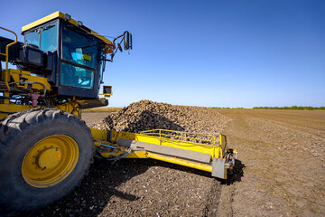 Conveyor line for collecting and loading sugar beet into a truck for transportation