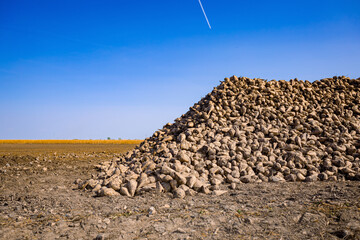 View on pile of harvested ripe sugar beet