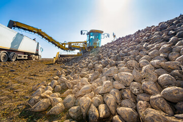 Obraz premium Close-up on pile of sugar beet, collecting, loading into a truck for transportation