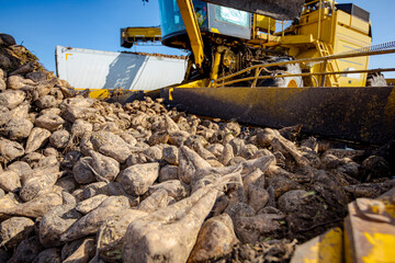 View on collecting, loading sugar beet into a truck for transportation