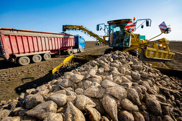 Pile of sugar beet, collecting, loading into a truck for transportation