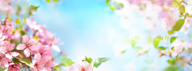 Fototapeta premium Beautiful gentle natural spring background with blooming tree branches with pink flowers against the blue sky, ultra wide banner format.