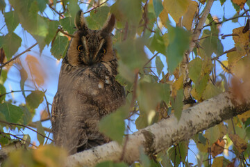 Long-eared Owl