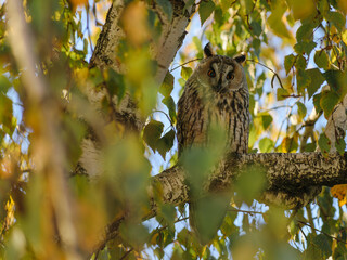 owl sitting on a branch