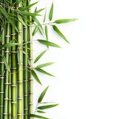 Bamboo plants with intricate textures and vibrant green leaves