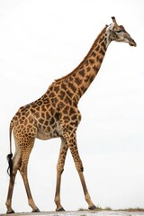 Fototapeta premium giraffe