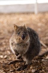Cute Quokka Looking at the Camera on Rottnest Island, Perth, Australia
