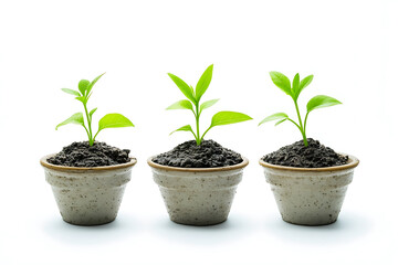 Fototapeta premium Three Stages of Plant Growth in Pots