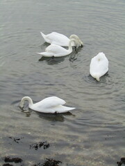 Swan