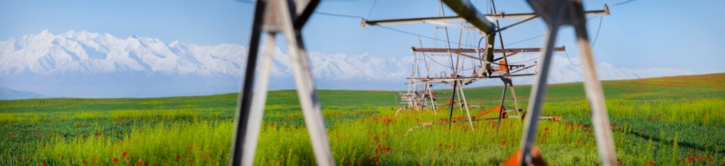 Field of red poppies, panoramic shot. Kyrgyzstan