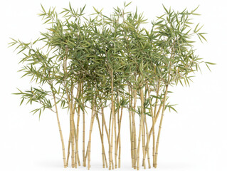 Obraz premium Tall bamboo plants with lush green leaves on white background