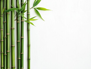 Vertical bamboo stalks with green leaves on white background