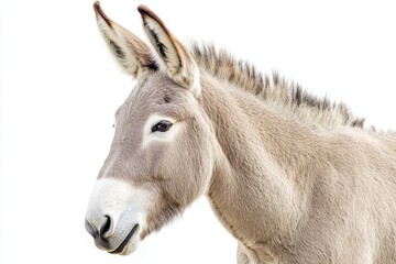 A close-up of a donkey's head against a white background.