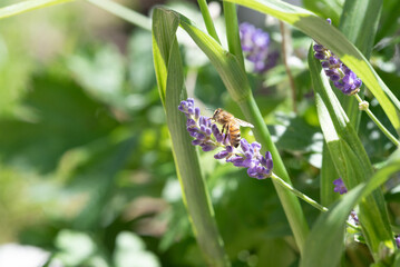 springtimes happy bee drinking pollen