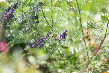 springtimes happy bee drinking pollen