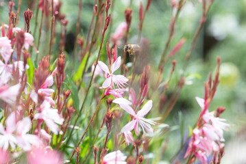 springtimes happy bee drinking pollen