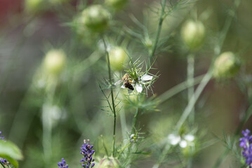 springtimes happy bee drinking pollen
