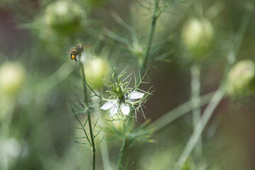 springtimes happy bee drinking pollen