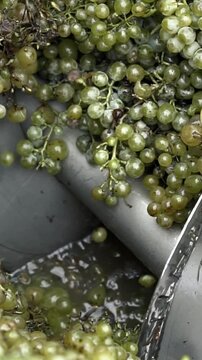 Wine factory, grape processing metal machine squeezing. Making Wine At Winery Grape sheller at the work with white grapes