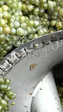 Wine factory, grape processing metal machine squeezing. Making Wine At Winery Grape sheller at the work with white grapes