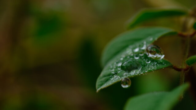 Close up rain water on leaf, water drop on green leaf with green nature background