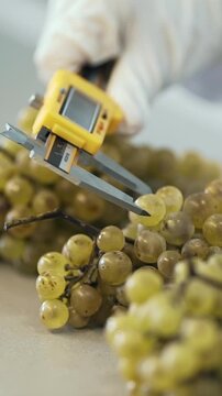Wine factory, grape processing metal machine squeezing. Making Wine At Winery Grape sheller at the work with white grapes