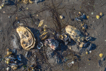 Oyster Shell and Mussel Shells in Mudflats during low Tide in North Sea,Wattenmeer National Park,Germany