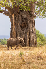 Big African elephant passing a large baobab tree in Tarangire National Park in Tanzania East Africa