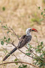 Northern red-billed hornbill (Tockus erythrorhynchus) in Tarangire National Park in Tanzania East Africa