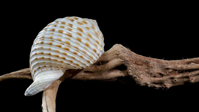 Tonna Dolium Shell on Driftwood black background