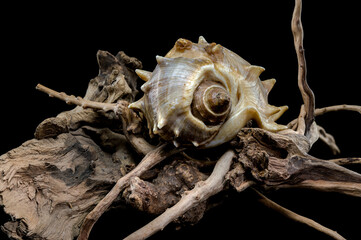 Spiny Melongena Sea Shell Close-Up on Driftwood