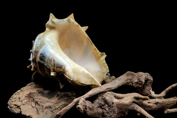 Spiny Melongena Sea Shell Close-Up on Driftwood
