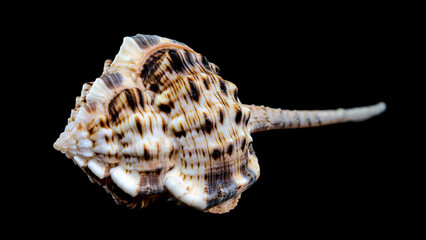 Murex Haustellum Shell on Black background