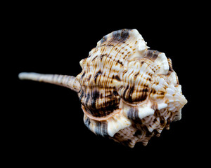Murex Haustellum Shell on Black background