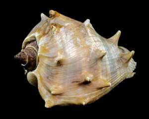 Spiny Melongena Sea Shell Close-Up on black background
