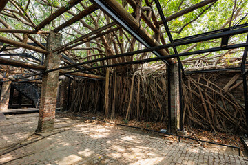 roots of a tree in house Anping Tainan, Taiwan