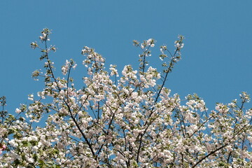 Cherry blossoms blooming under the blue sky