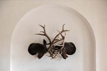 Two stuffed deer heads with huge antlers hang on a white wall in an arched recess.