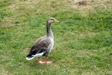 Wild duck with red feet walks on the green grass on the lawn.