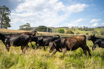beautiful cattle in Australia  eating grass, grazing on pasture. Herd of cows free range beef being regenerative raised on an agricultural farm. Sustainable farming 