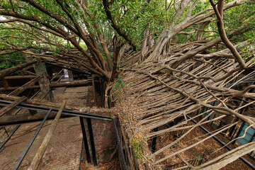 roots of a tree in house Anping Tainan, Taiwan