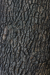 bark of a tree close up	
