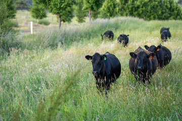 beautiful cattle in Australia  eating grass, grazing on pasture. Herd of cows free range beef being regenerative raised on an agricultural farm. Sustainable farming 
